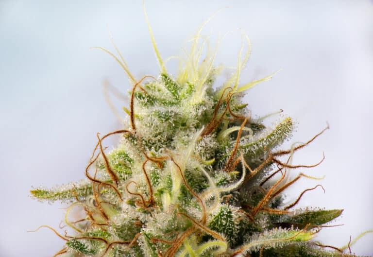 Cannabis flower (white critical strain) with visible trichomes