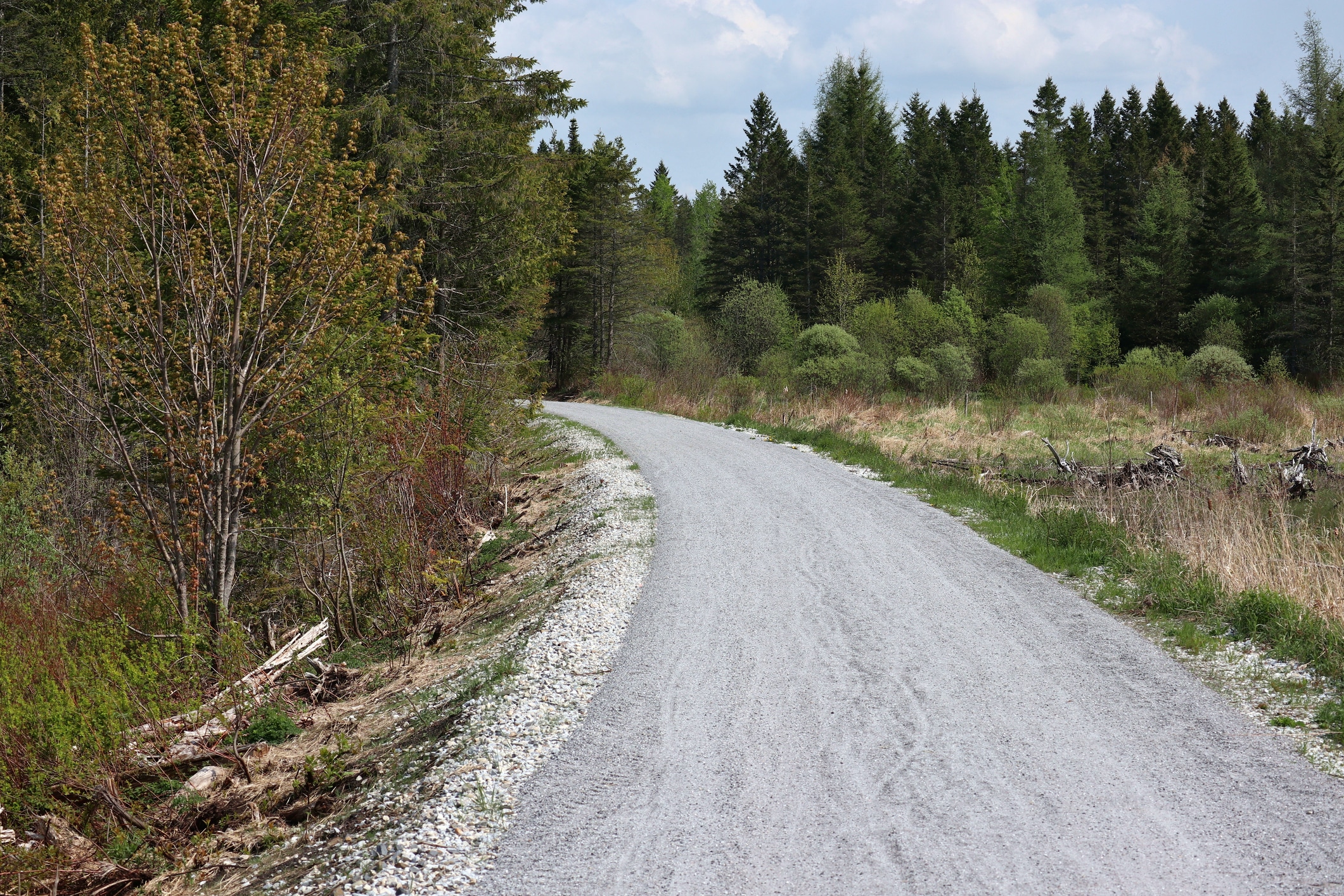 gravel bike lane in wooded area (lamoille valley rail trail) on old railroad right of way in vermont, usa (hiking, biking, cycling, recreational path)